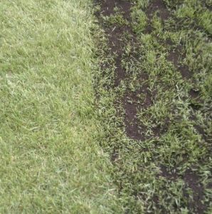 Topdressing i græsplæne