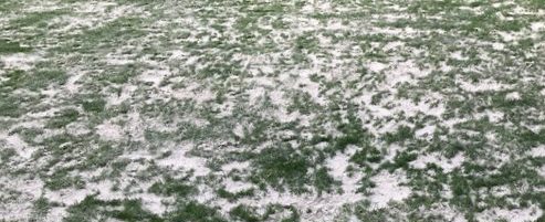 Trailer | Topdressing Hvid - Billede 2